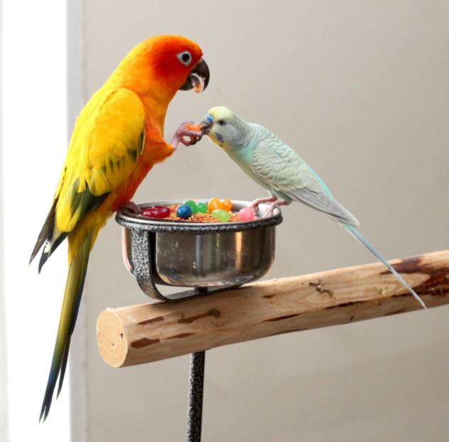 things to know about parrotlets, what to know about parrotlets, parrotlets as a pet, parrotlets caring tips