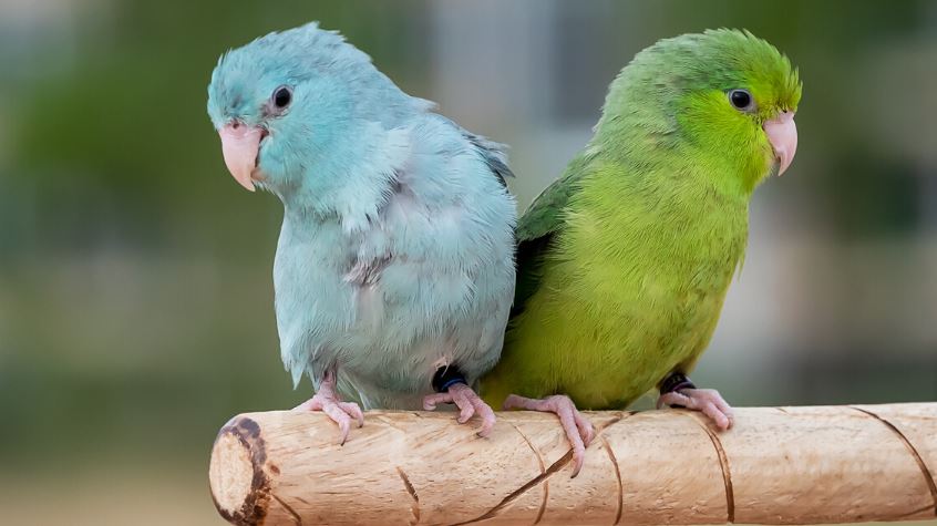 parrotlets caring tips, how to care parrotlets, things to know about parrotlets 