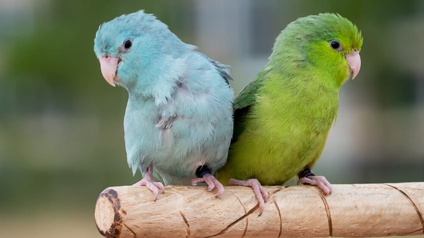 Interaction parrotlets caring tips, how to care parrotlets, things to know about parrotlets