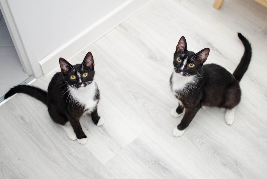 Make Soap At Home for your Pet simple grooming tips pets at home, cheap grooming tips pets at home, best grooming tips pets