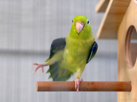 Personality things to know about parrotlets, what to know about parrotlets, parrotlets as a pet