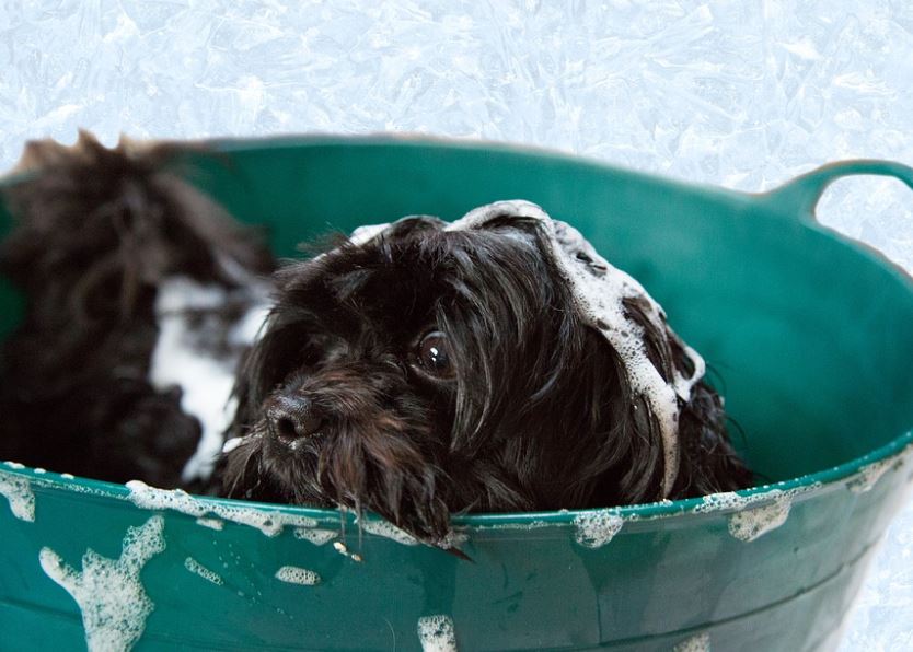 Schedule Regular Baths grooming tips pets, pets grooming tips for beginners, grooming tips for pets, grooming tips pets at home, pets grooming tips at home