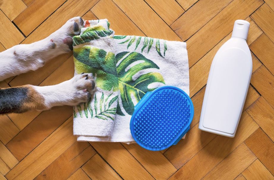 Stay Calm and Bring on the Treats grooming tips pets, pets grooming tips for beginners, grooming tips for pets, grooming tips pets at home, pets grooming tips at home