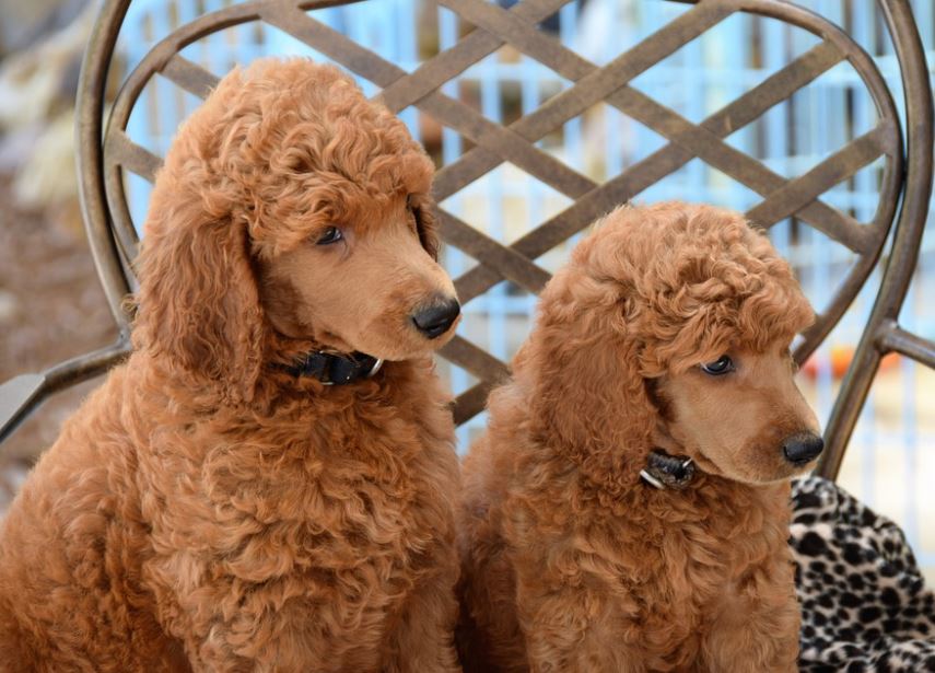 Stay on Top of Hair Mats grooming tips pets, pets grooming tips for beginners, grooming tips for pets, grooming tips pets at home