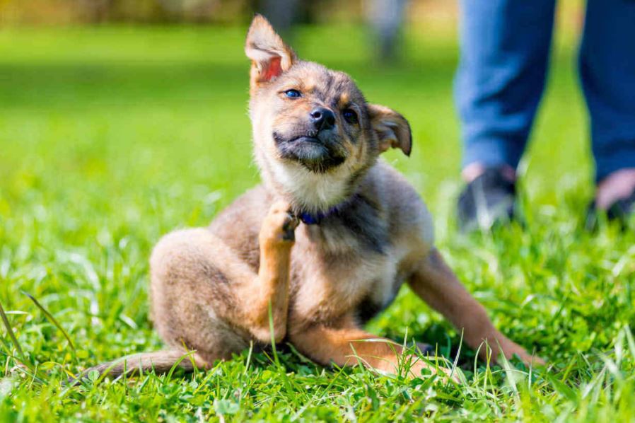 Symptoms of Dry Skin on Dogs how to treat dry skin on dogs, how to treat dogs with dry skin, how to treat dry skin for dogs, home remedies to give your dog some natural relief from dry skin, how to prevent dog dry skin