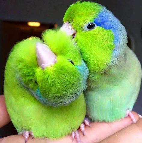  things to know about parrotlets, what to know about parrotlets, parrotlets as a pet, parrotlets caring tips
