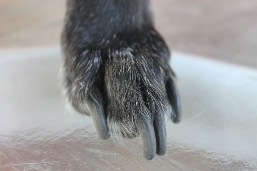 Trim Nails Regularly grooming tips pets, pets grooming tips for beginners, grooming tips for pets, grooming tips pets at home, pets grooming tips at home