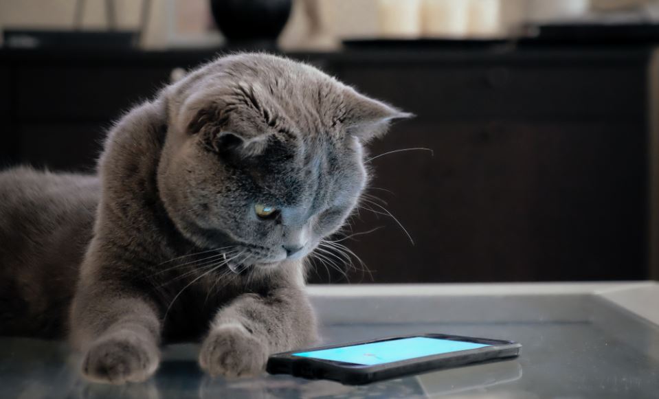 Welcome to pets devotee home page