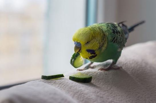 What Do Parrotlets Eat? things to know about parrotlets, what to know about parrotlets, parrotlets as a pet
