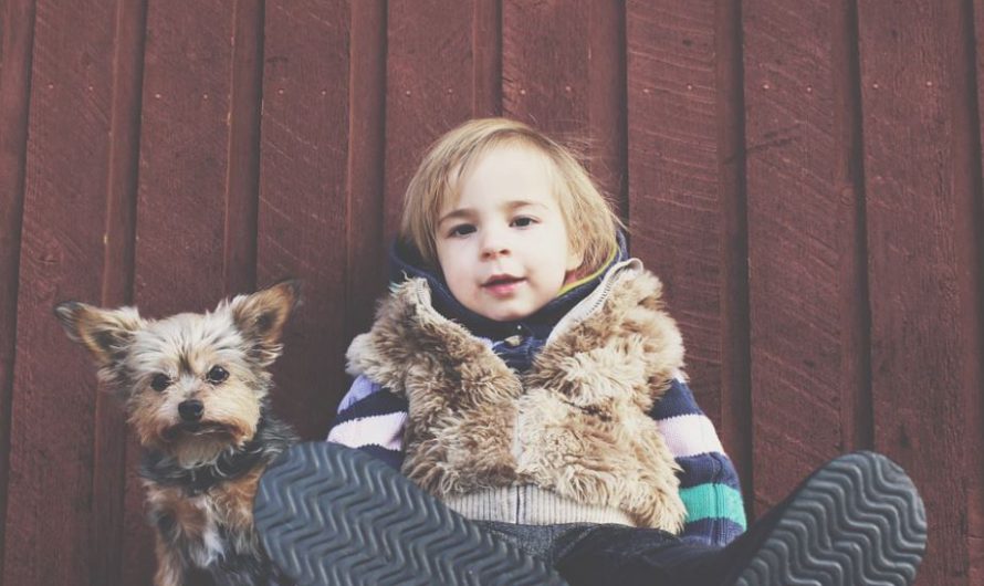 Top 10 Child-Friendly Dog Breeds That Are Easily Available