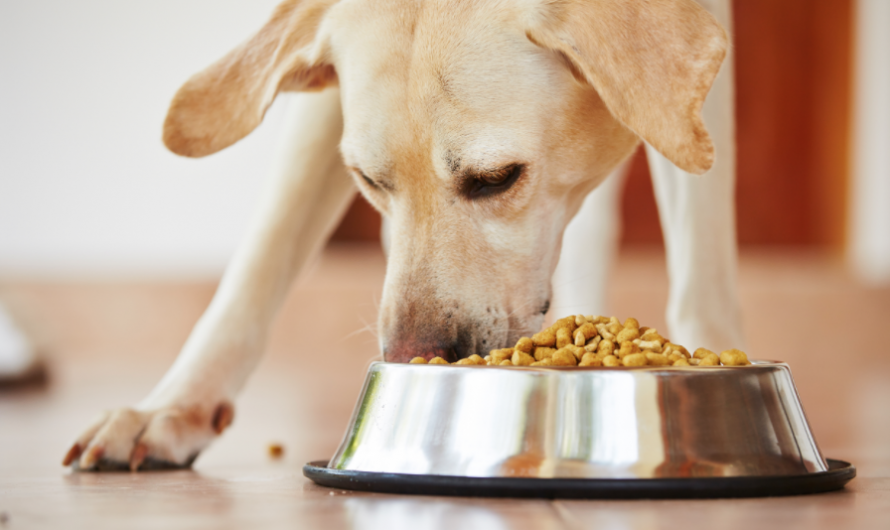 The 15 Best and Healthiest Foods You Can Give to Your Furry Friend