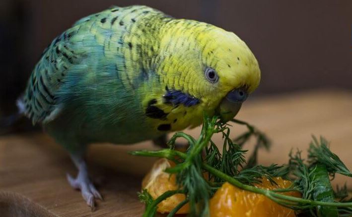 foods that are toxic to birds, foods toxic to pet birds, foods that arere poisonous to birds, foods to avoid feeding birds, don't feed your pet bird these foods, foods you should never feed your pet bird