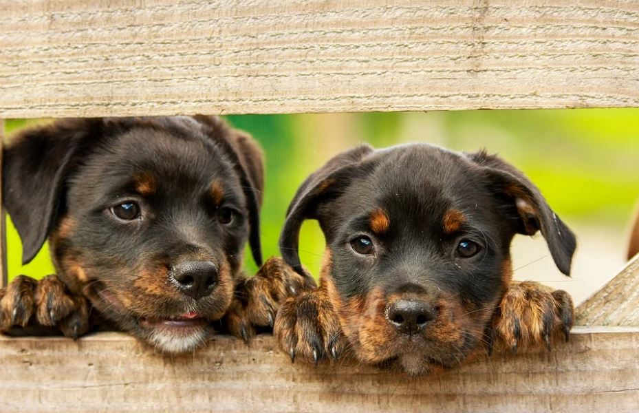 Why Don T Dogs Like To Be Blown On