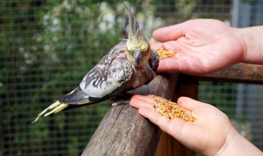 Foods You Must Never Feed Your Pet Bird
