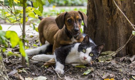 cats vs dogs: which is better, why cats are better than dogs, reasons why cats are better than dogs, cats are better than dogs debate, scientific facts why cats are better than dogs