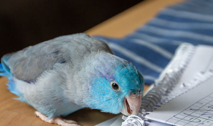 Top 10 Mind-Blowing Fun Facts About Pet Birds You May Not Heard Before!