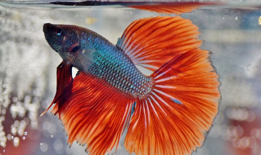Care Guide for Betta Fish:  How to Take Care of Betta Fish
