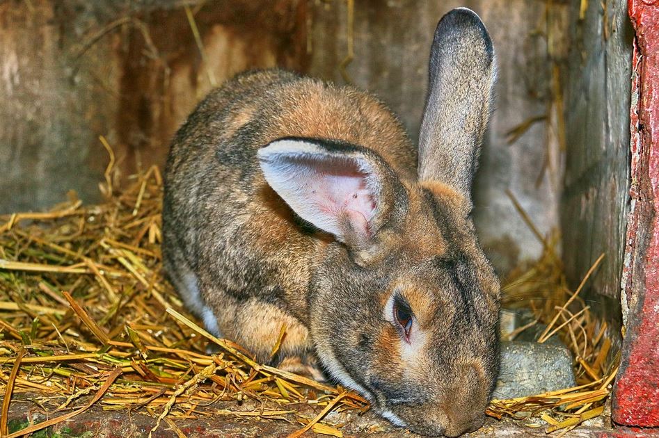 All You Need To About Rabbit Housing, Hutches, Cages and House