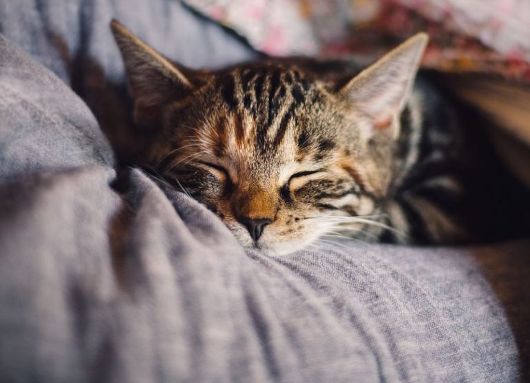 Top 10 Things That Cats Hate Most What do Cats Hate that Humans Do