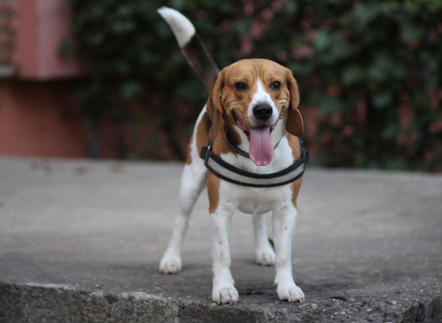 Is Beagle is Right Choice for You Pros and Cons of Having Beagle Dog