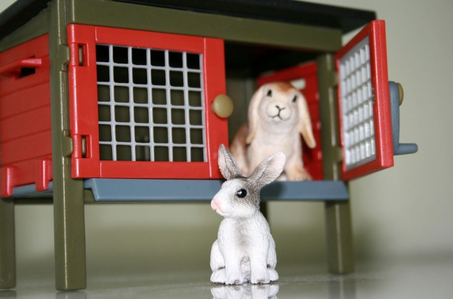 How to Get a Perfect Rabbit Hutch Guide to Choosing the Right Rabbit