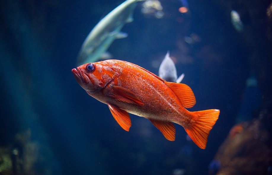 What Type of Fish Food is Best Suited to Your Pet Fishes Pets Fish