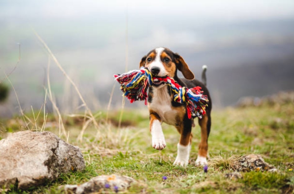 beagle benefits, beagle disadvantages, beagle breed, owning a Beagle 
