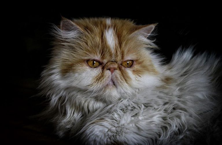 Interesting Facts about Persian Cats Persian Cat Facts You Need To