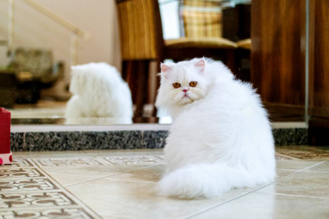 facts about persian cats, interesting facts about persian cats, persian cats facts, fun facts about persian cats, everything about persian cats
