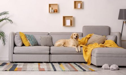 pet-friendly wall covering, pet-safe home, pet-friendly wall paint, pet-friendly decorating, dog friendly house designs
