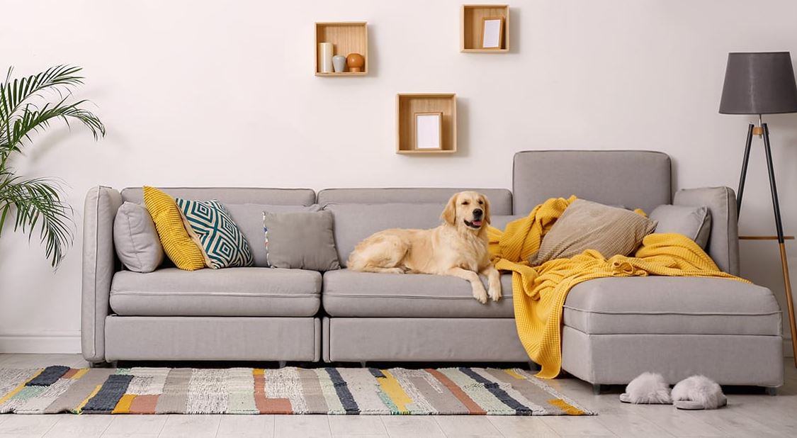 pet-friendly wall covering, pet-safe home, pet-friendly wall paint, pet-friendly decorating, dog friendly house designs