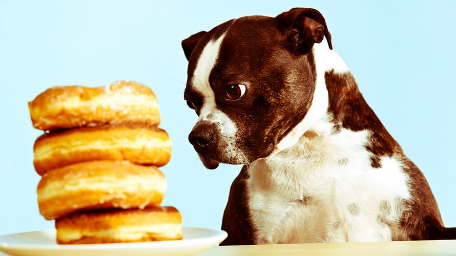 Toxic and Dangerous Foods that Your Dog Should never Eat