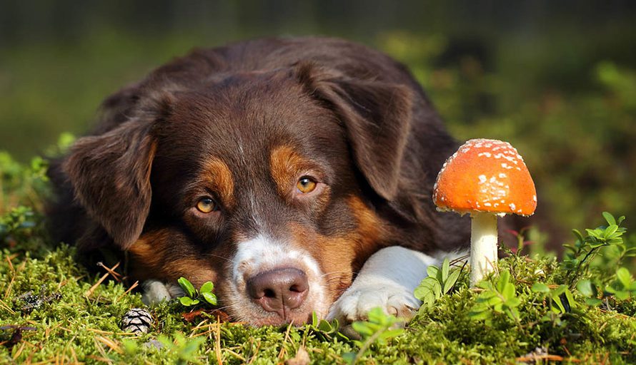 Are Wild Mushrooms Toxic to Pets?
