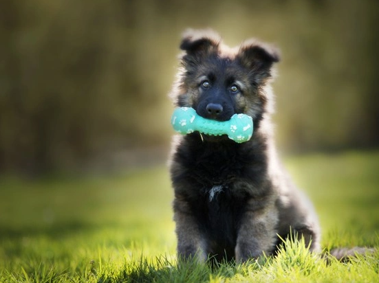 choose a toy that is appropriate, right toys for dog, Choose the Right Toys for Your Dog