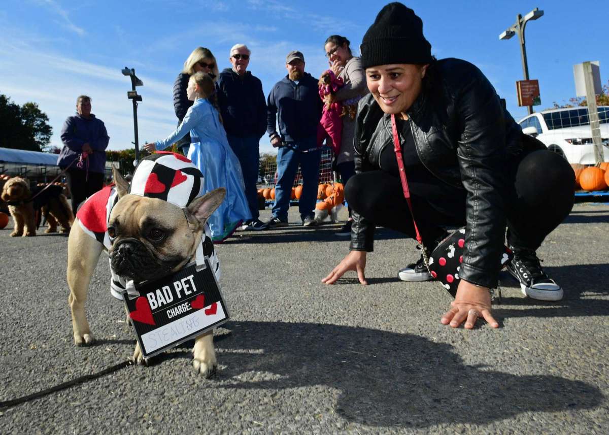 Top 11 Best DogFriendly Events in Your City