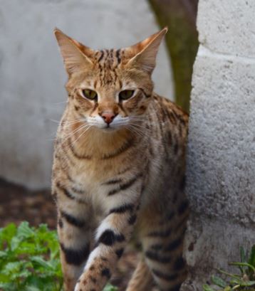 rarest house cat in the world, rare cat species, endangered domestic cat breeds