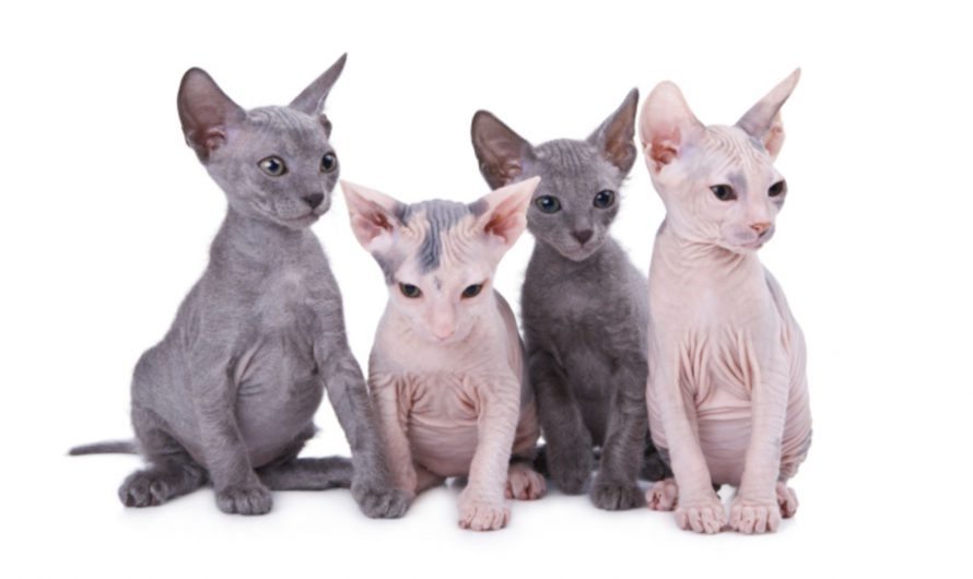 Top 10 Rare Cat Breeds You’ve Never Heard of