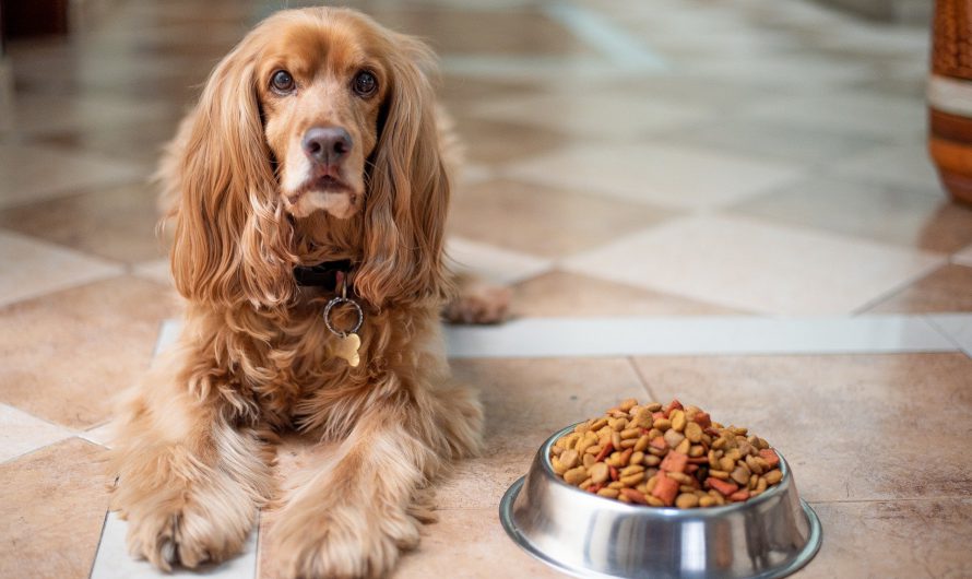 What is the best food for your puppy?