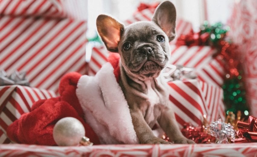 The Ultimate Gift Guide for Your Pets| Best Gift Ideas For Your Pets