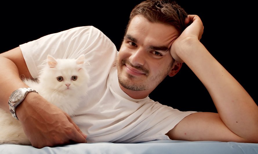 Top 11 Reasons Why Cats make Wonderful Companions