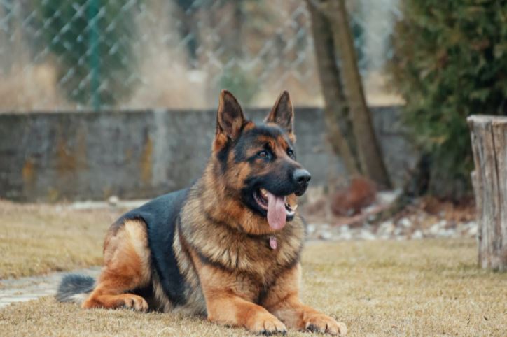 loyal dogs breeds, most loyal dogs breeds, most loyal dogs, most loyal and protective dog breeds, most famous dog in the world, famous dogs in the world, loyal dogs