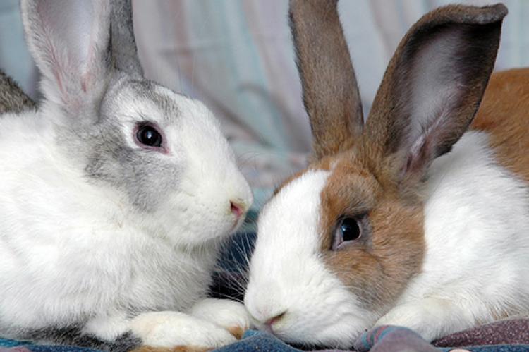 how to keep rabbits healthy, how to make your rabbit healthy, tips to keep rabbits healthy, pets rabbits, rabbits health tips
