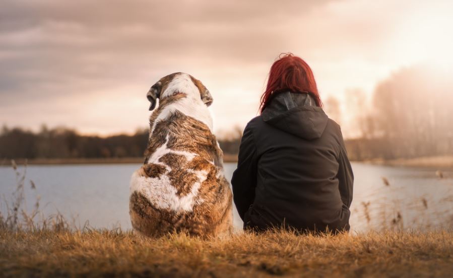 Treat your dog with love and care dogs care at home, dog care, taking care of your dogs, tips for taking care of your dog, how to keep your dog healthy and happy, how to take care of a dog