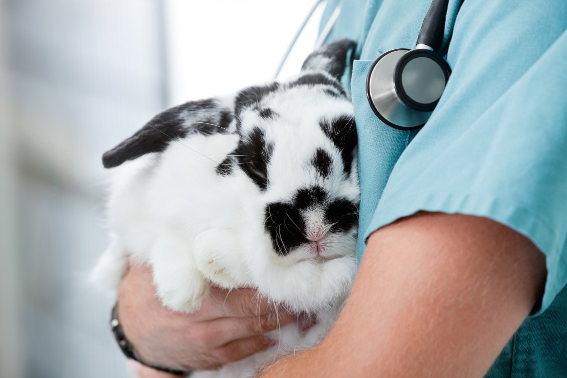 Health Checking Rabbit Picture Top 10 Tips to Keep Your Pet Rabbits Healthy - Rabbit