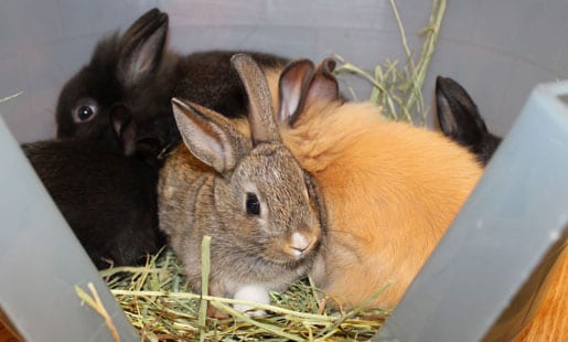 how to keep rabbits healthy, how to make your rabbit healthy, tips to keep rabbits healthy, pets rabbits