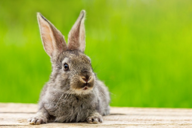 Top 10 Tips to Keep Your Pet Rabbits Healthy