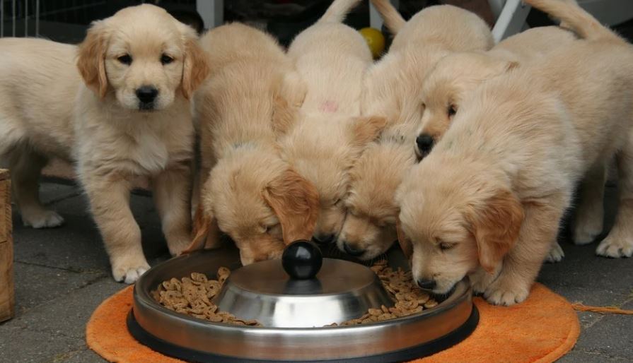 Diet of your dog dogs care at home, dog care, taking care of your dogs, tips for taking care of your dog
