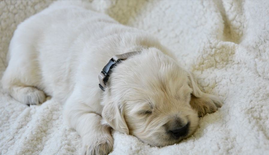 Provide a clean and protective environment dog care, taking care of your dogs, tips for taking care of your dog, how to keep your dog healthy and happy, how to take care of a dog