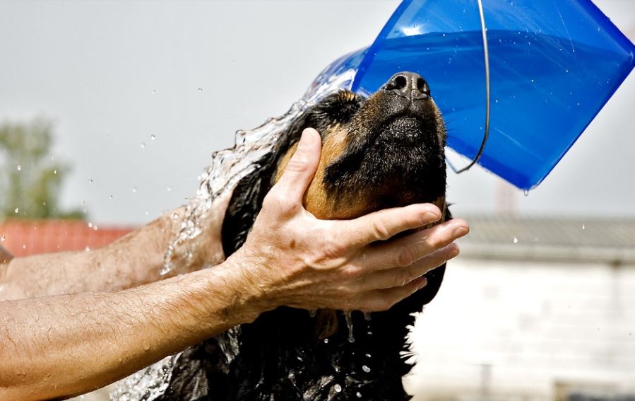 Groom your dog dogs care at home, dog care, taking care of your dogs, tips for taking care of your dog, how to keep your dog healthy and happy, how to take care of a dog