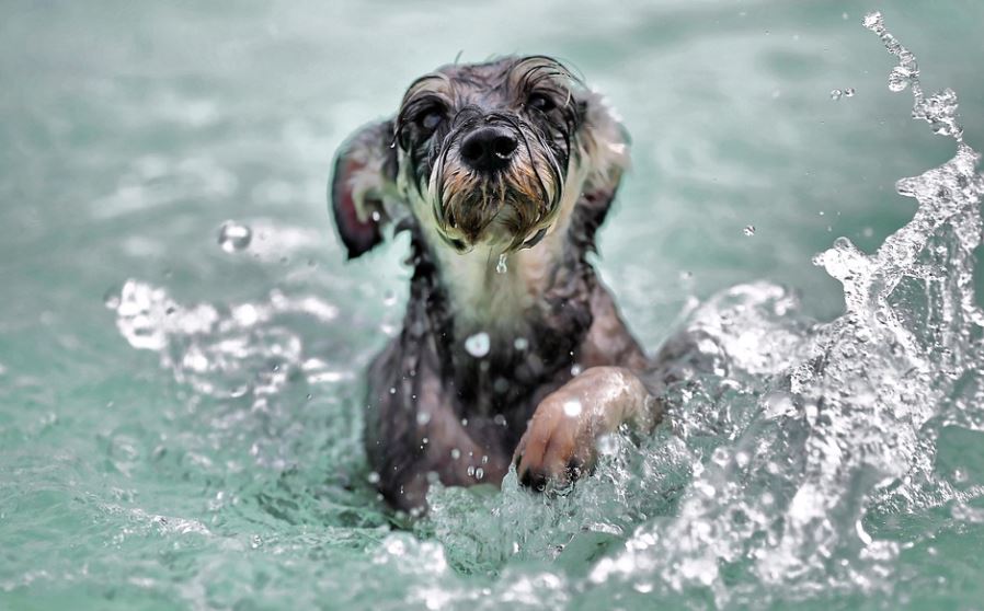 Regular exercise and socializing dogs care at home, dog care, taking care of your dogs, tips for taking care of your dog, how to keep your dog healthy and happy, how to take care of a dog